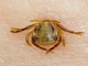 Australian Paralysis Tick (Ixodes holocyclus)