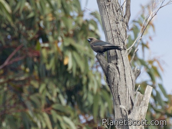 Dusky Woodswallow (Artamus cyanopterus)
