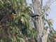 Dusky Woodswallow (Artamus cyanopterus)