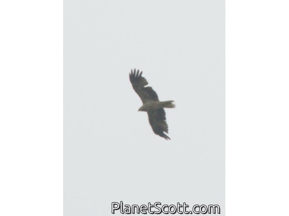 Whistling Kite (Haliastur sphenurus)