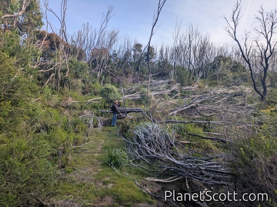 Heathland Trail With Obstacles