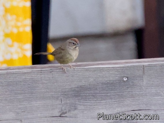 Rufous-crowned Sparrow (Aimophila ruficeps)