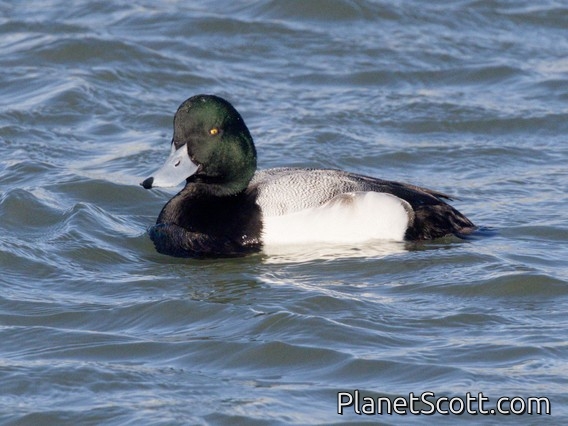 Greater Scaup (Aythya marila) - Male