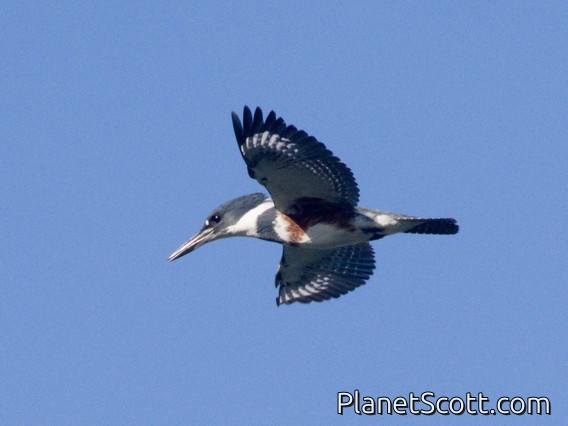 Belted Kingfisher (Megaceryle alcyon)