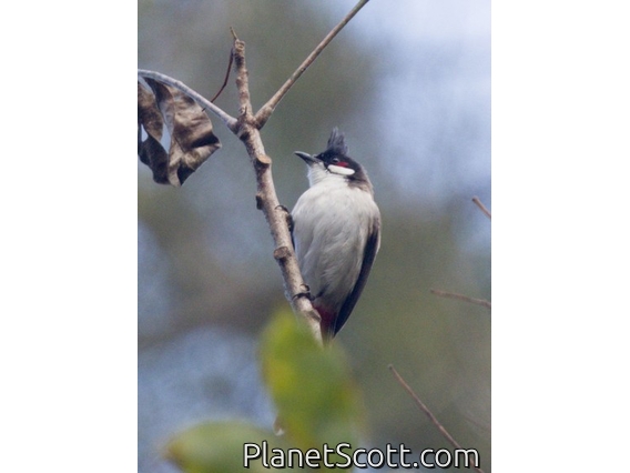 Red-whiskered Bulbul (Pycnonotus jocosus)