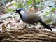 Black-throated Laughingthrush (Pterorhinus chinensis)