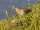 Chinese Pond-Heron (Ardeola bacchus)