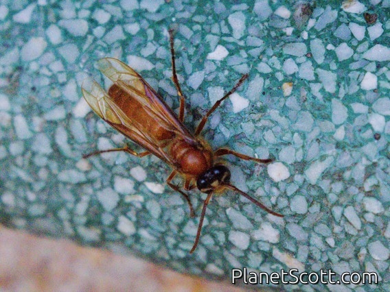 Barthelemy's Night Hornet (Provespa barthelemyi)