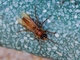 Barthelemy's Night Hornet (Provespa barthelemyi)
