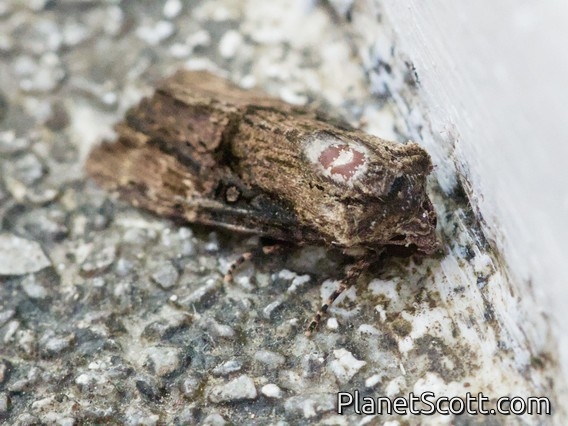 Cutworm Moth (Sasunaga sp)
