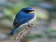 Hainan Blue Flycatcher (Cyornis hainanus)