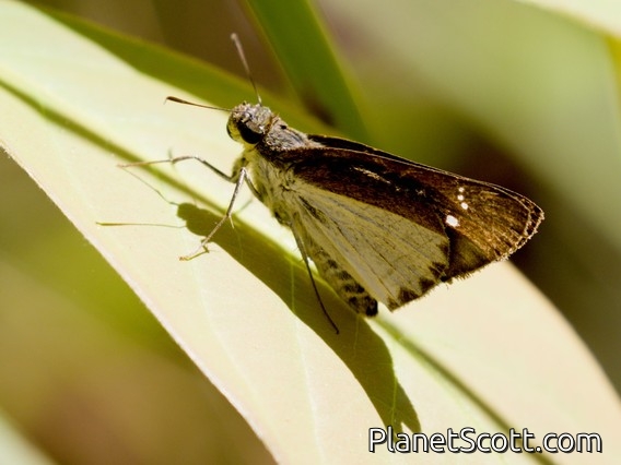 Common Wight (Iton semamora)