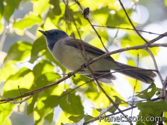 Black-naped Monarch (Hypothymis azurea)