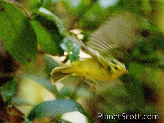 Sulphur-breasted Warbler (Phylloscopus ricketti)