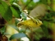 Sulphur-breasted Warbler (Phylloscopus ricketti)