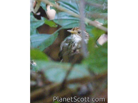 Puff-throated Babbler (Pellorneum ruficeps)