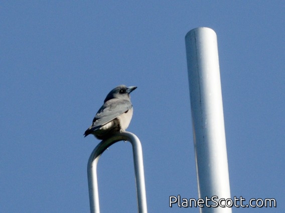 Ashy Woodswallow (Artamus fuscus)