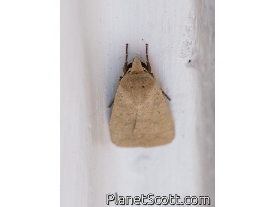 Cutworm Moth (Athetis sp)