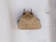 Cutworm Moth (Athetis sp)