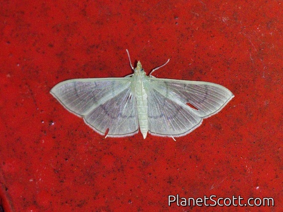 Pearl Grey Moth (Poliobotys ablactalis)