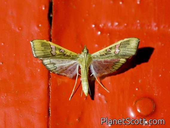 Mung Bean Moth (Maruca vitrata)