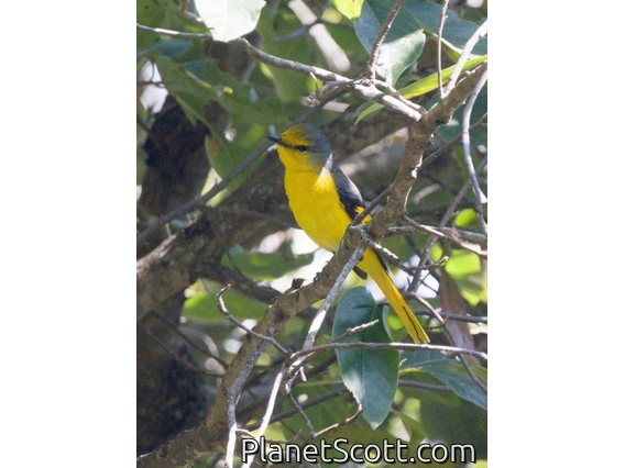 Scarlet Minivet (Pericrocotus speciosus) - Female