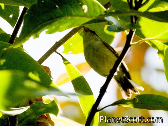 Claudia's Leaf Warbler (Phylloscopus claudiae)