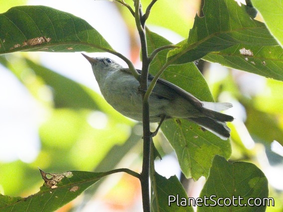 Greenish Warbler (Phylloscopus trochiloides)