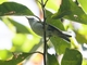 Greenish Warbler (Phylloscopus trochiloides)