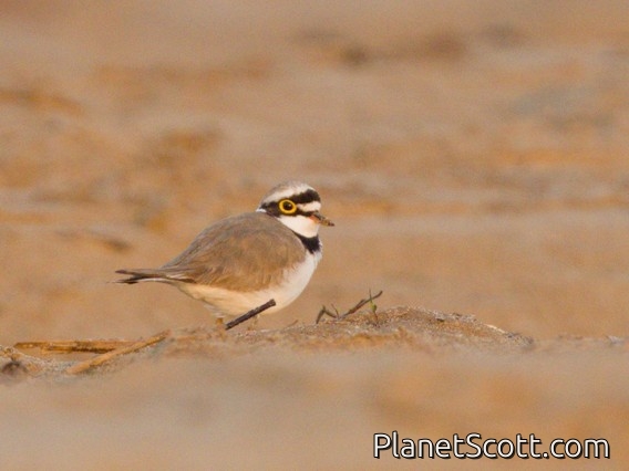 Little Ringed Plover (Thinornis dubius)