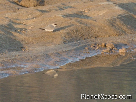 Small Pratincole (Glareola lactea)