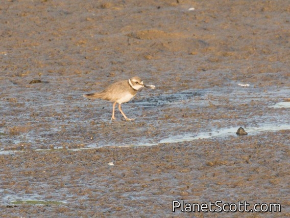 Long-billed Plover (Charadrius placidus)