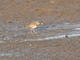 Long-billed Plover (Thinornis placidus)