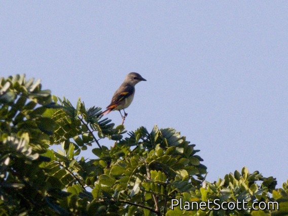 Rosy Minivet (Pericrocotus roseus)