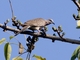 Spotted Dove (Spilopelia chinensis)