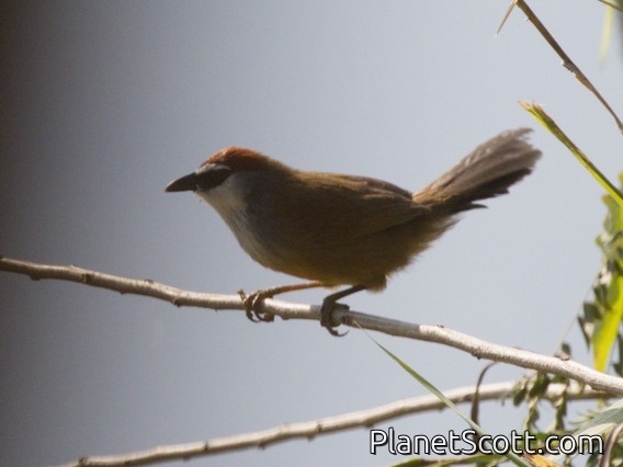 Chestnut-capped Babbler (Timalia pileata)