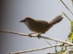 Chestnut-capped Babbler (Timalia pileata)