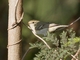 Yellow-browed Warbler (Phylloscopus inornatus)