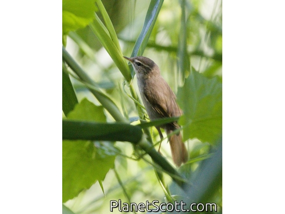 Dusky Warbler (Phylloscopus fuscatus)