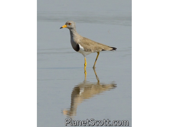 Gray-headed Lapwing (Vanellus cinereus)