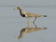 Gray-headed Lapwing (Vanellus cinereus)