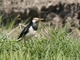 Siamese Pied Starling (Gracupica floweri)