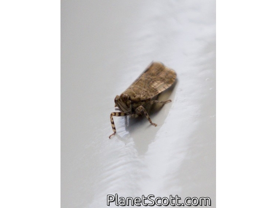 Lophopid Planthopper (Pitambara sp)