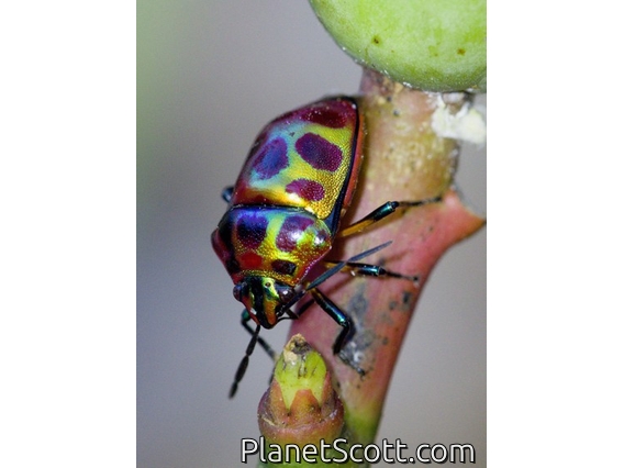 Lychee Shield Bug (Chrysocoris stollii)