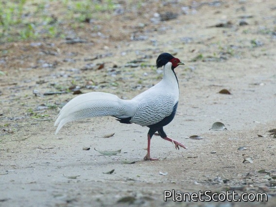 Silver Pheasant (Lophura nycthemera)