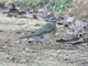 Eyebrowed Thrush (Turdus obscurus)