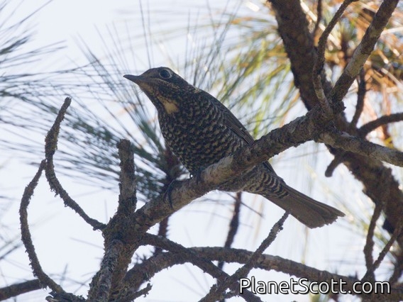 Chestnut-bellied Rock-Thrush (Monticola rufiventris)