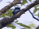 Lesser Racket-tailed Drongo (Dicrurus remifer)