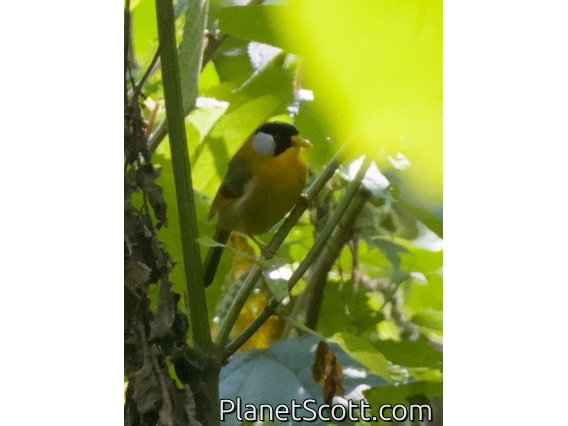 Silver-eared Mesia (Leiothrix argentauris)
