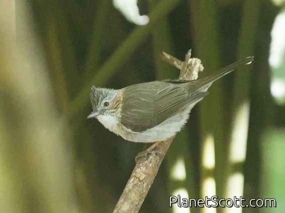 Striated Yuhina (Staphida castaniceps)